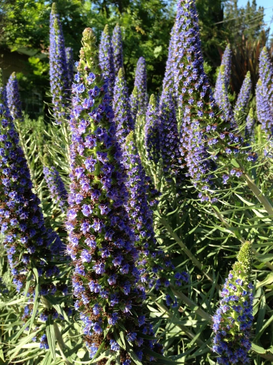 a field of flowers, including blue and green, on the sunny day