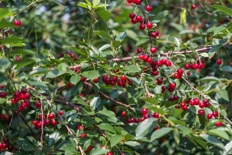 many clusters of berries on the tree