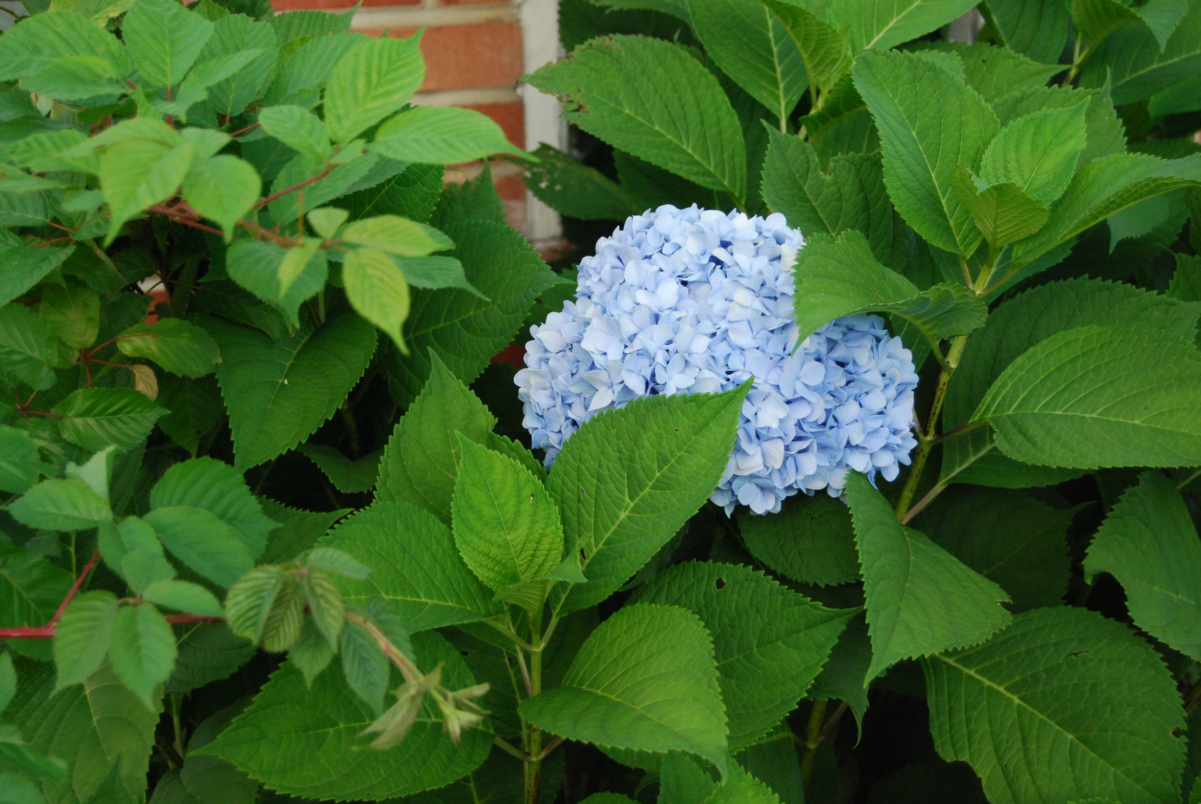 a beautiful blue flower in a bush with leaves