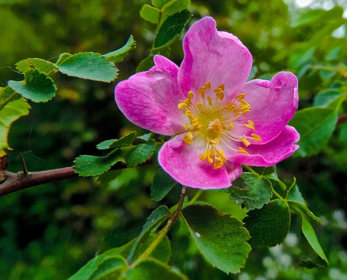 a pink flower blooming on a tree nch