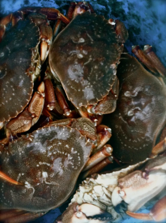 close up image of blue crabs on the beach