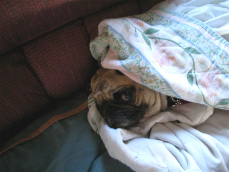 a dog laying under some blankets under the covers