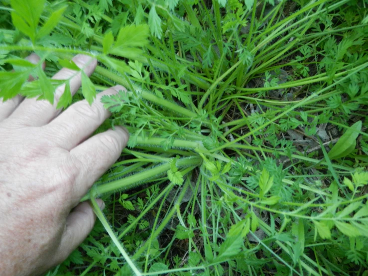 a hand holding a piece of green leaves