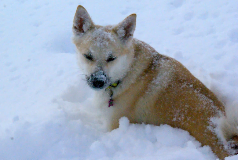 a dog with his eyes closed while in the snow