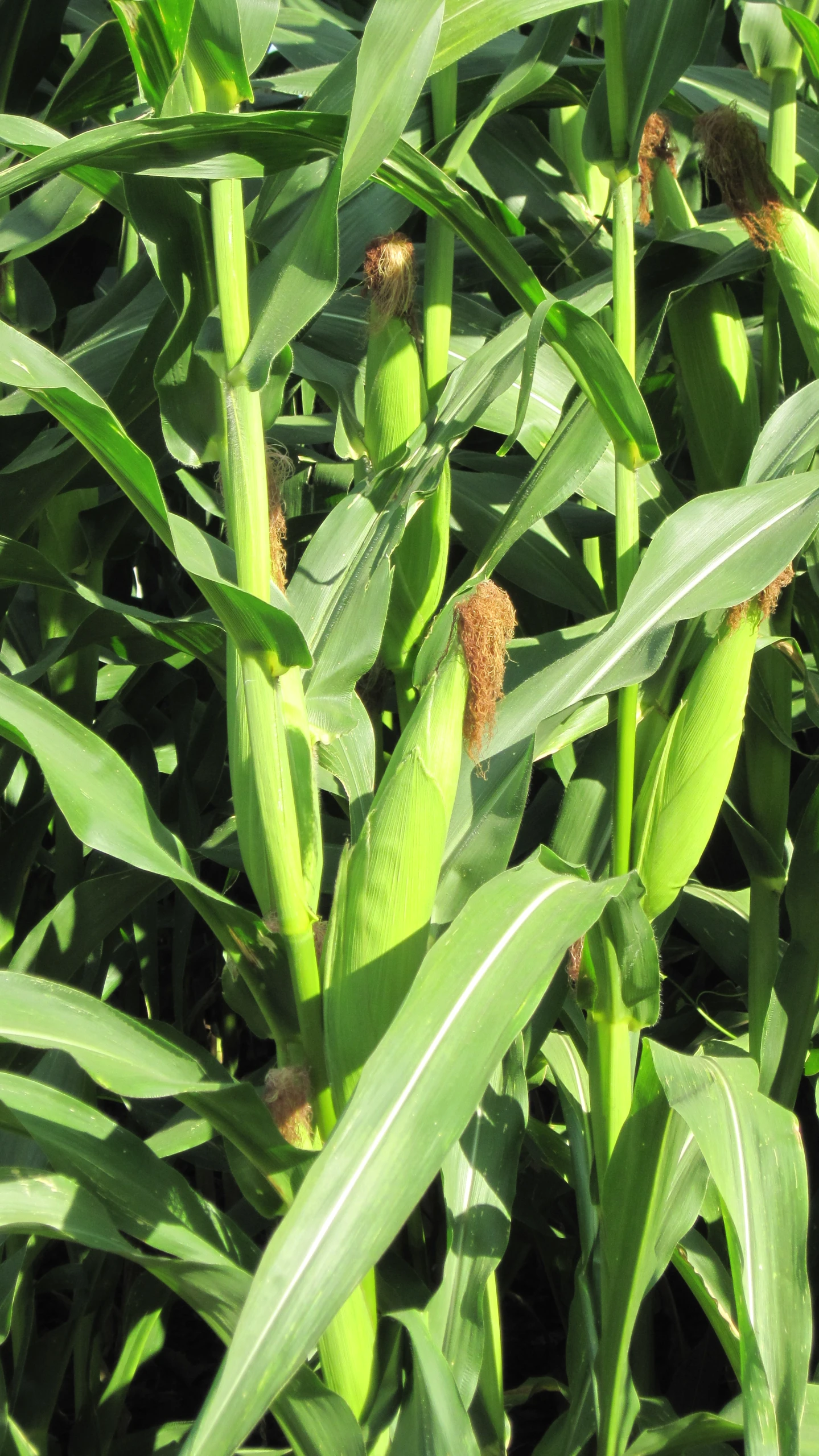 corn on the stalk ready to start growing