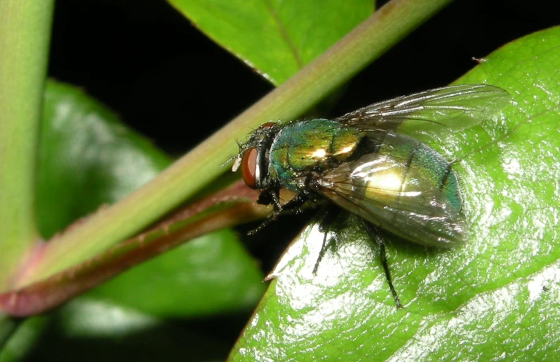 a large insect sits on top of a green leaf