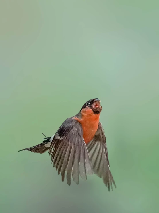 a close up of a bird in the air