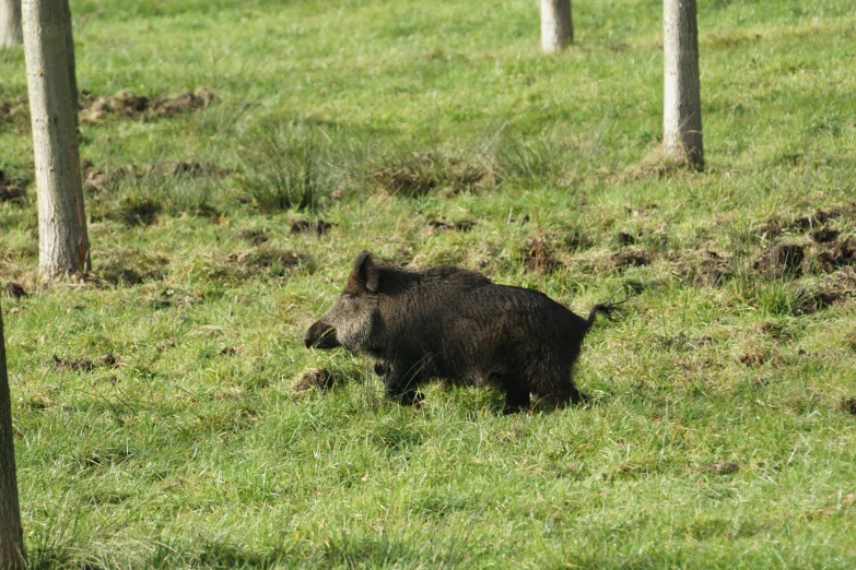 black bear walking in grassy field near trees