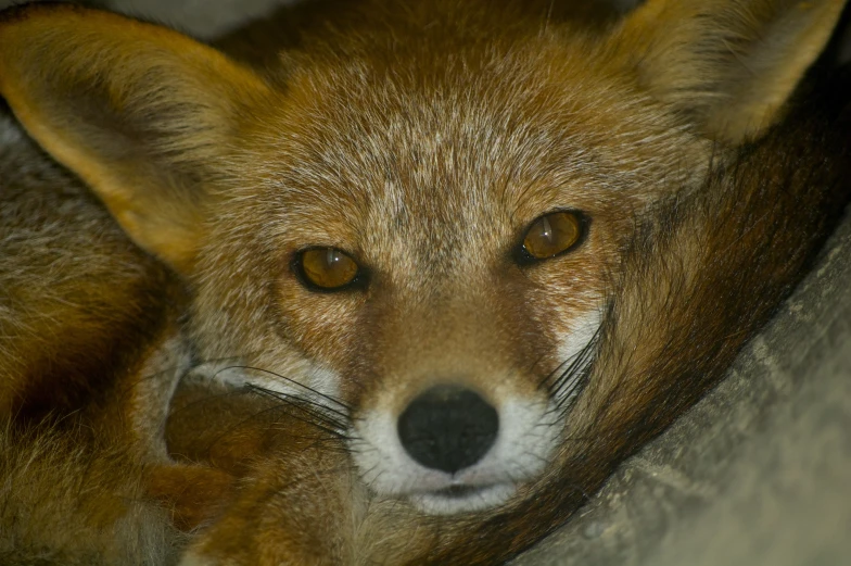 the head and upper part of the fox's fur is shown