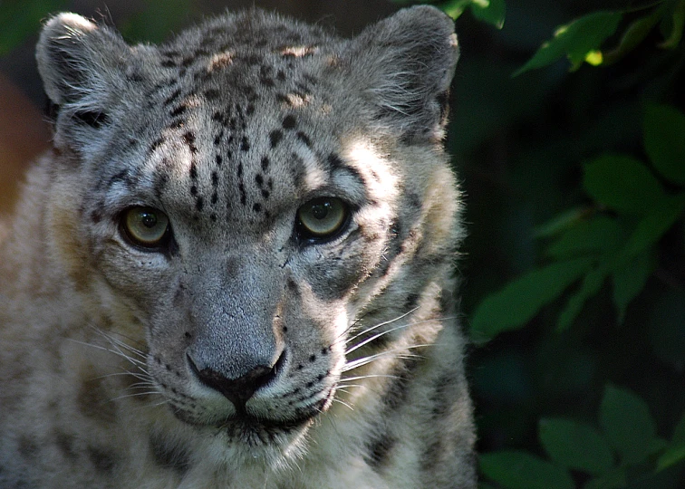 a close up s of a snow leopard