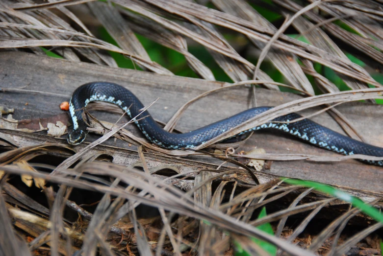 a blue and white snake in a tree nch