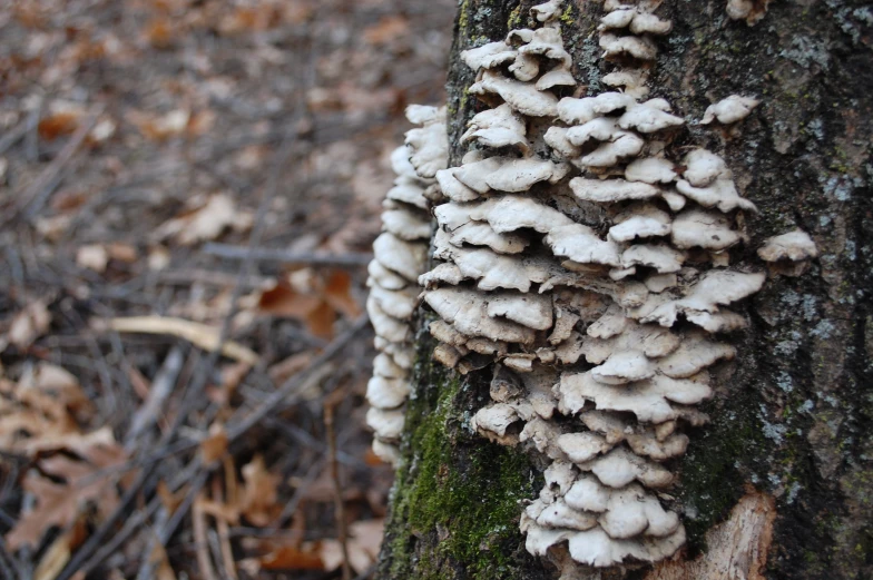 mushroom growing on the side of a large tree in forest