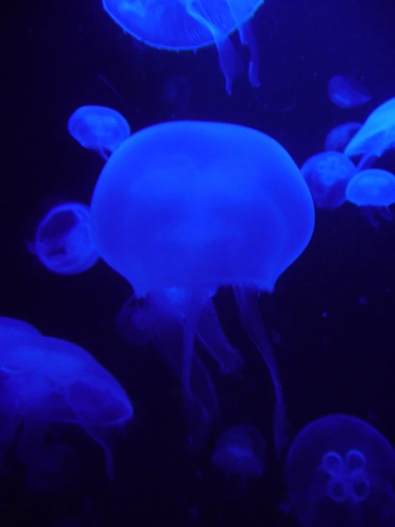 there is a very bright blue jelly under the light