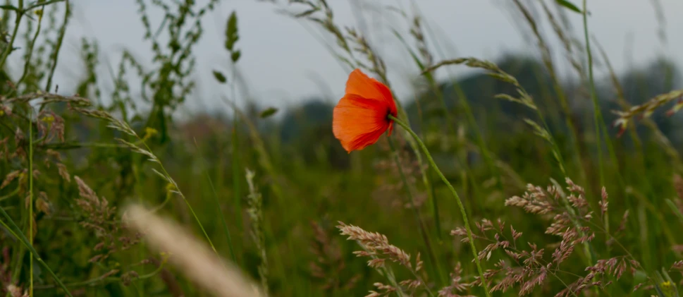 a poppy flower surrounded by tall green grass