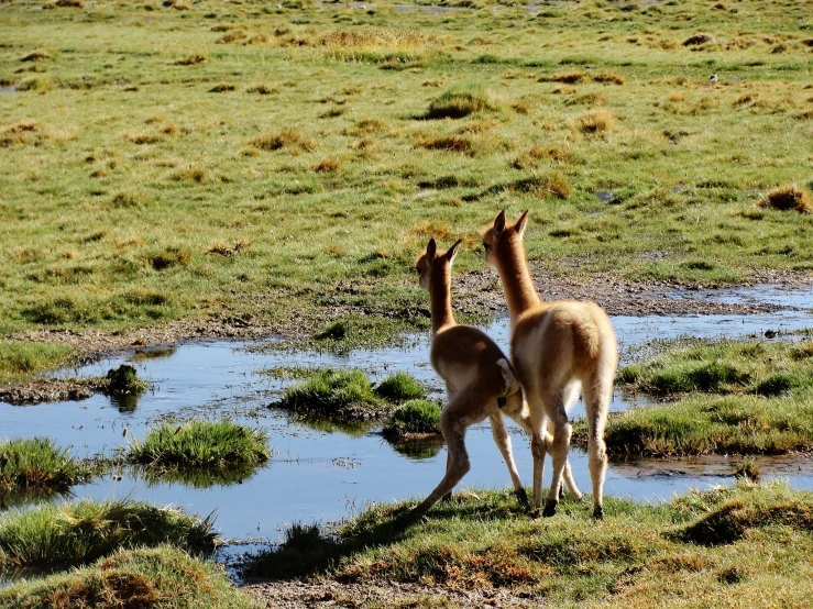 a couple of deer standing on top of a grass covered field