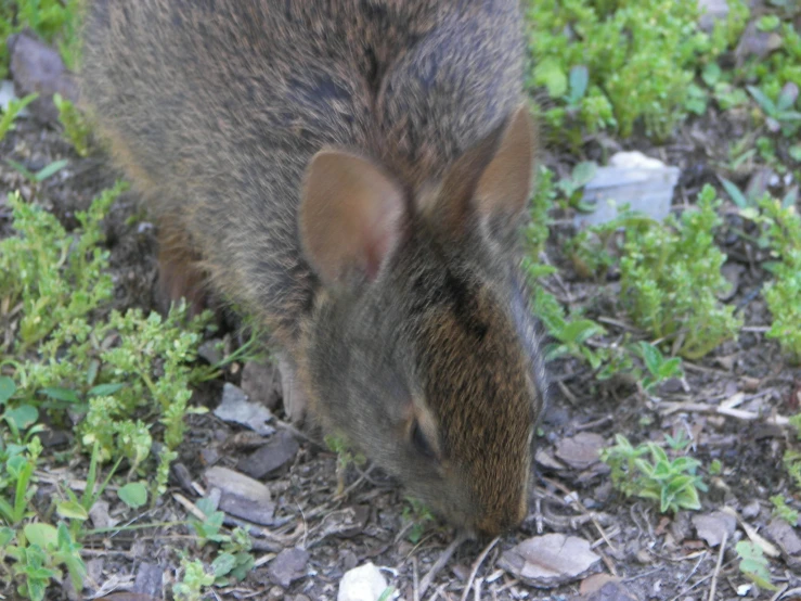 a brown and black animal eating on ground