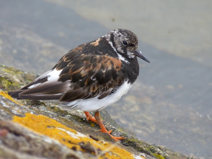 a brown and white bird standing on a rock