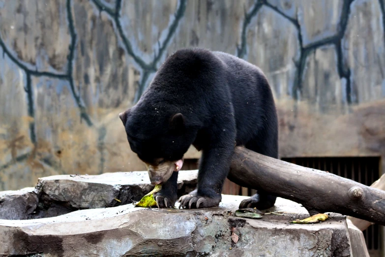 a bear on the edge of some concrete eating a plant