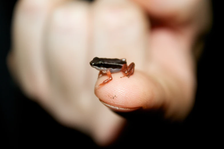 small bug in person's hand with black background