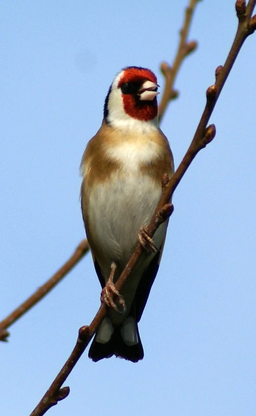 a bird with a bright red head perches on the nch of a tree