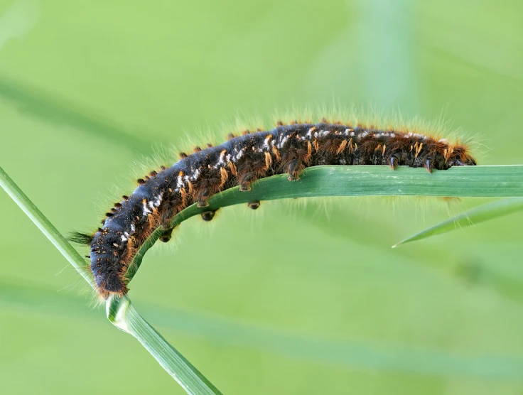 caterpillars moving and walking on the green leaves