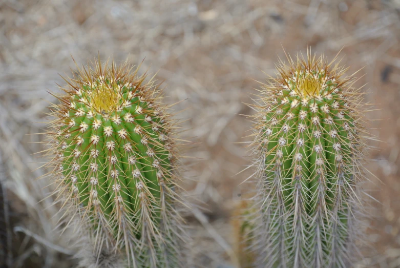 two small green cactus plants stand next to each other