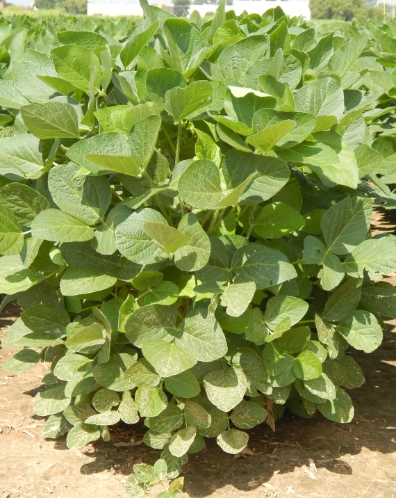 green plants in rows on an empty field