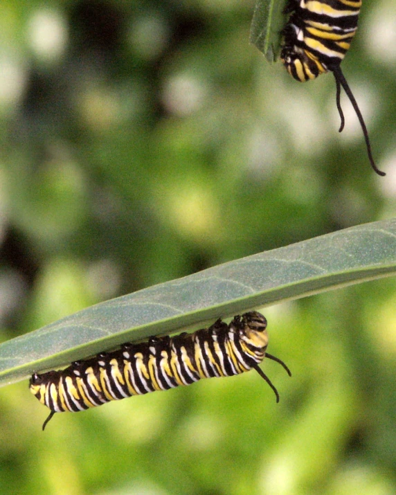 a monarch caterpillar hangs from a plant