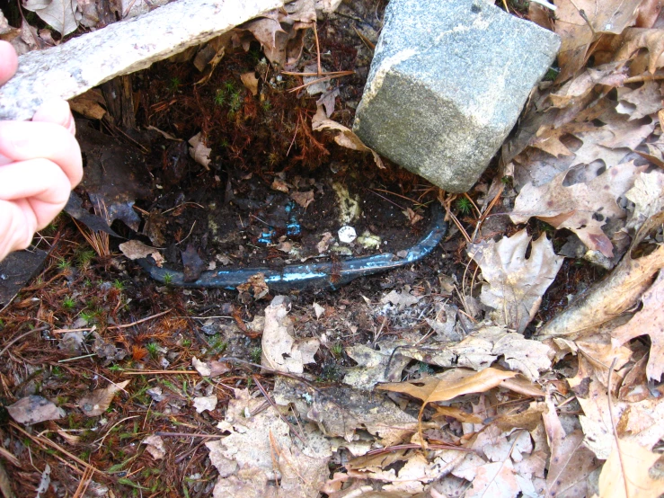a blue snake on the ground near leaves