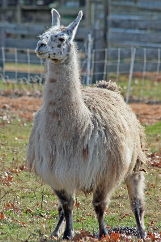 an alpaca looks to the side as he stands