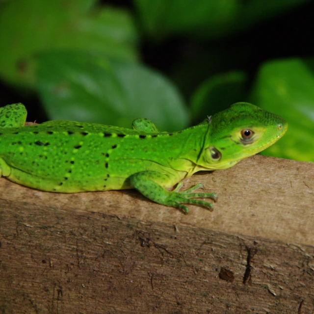 a green lizard is sitting on a nch