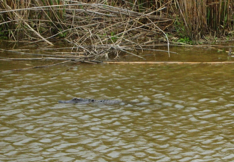 an alligator in the water near grass and trees