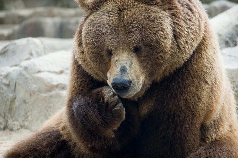 a large brown bear sitting in front of rocks