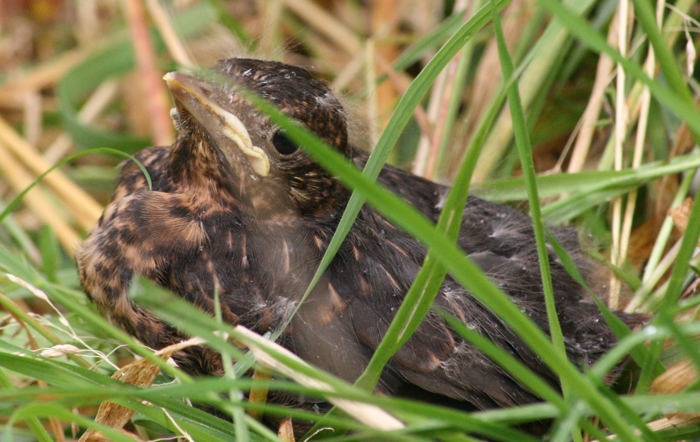 an old black bird with a yellow beak is sitting in tall grass