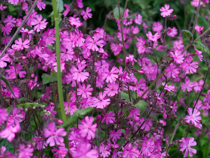 the purple flowers are blooming on the plant