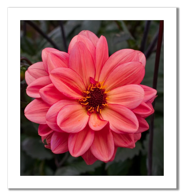 a pink flower with some green leaves behind it