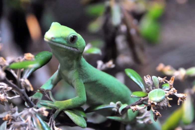 a lizard that is sitting on a tree