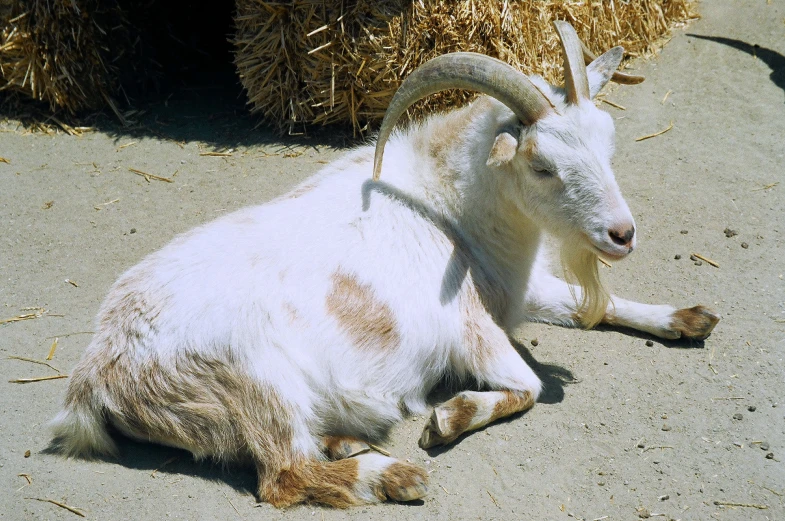 a goat laying on the ground next to straw