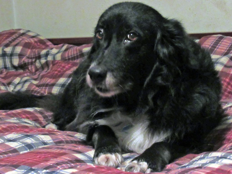 a dog that is laying down on a bed