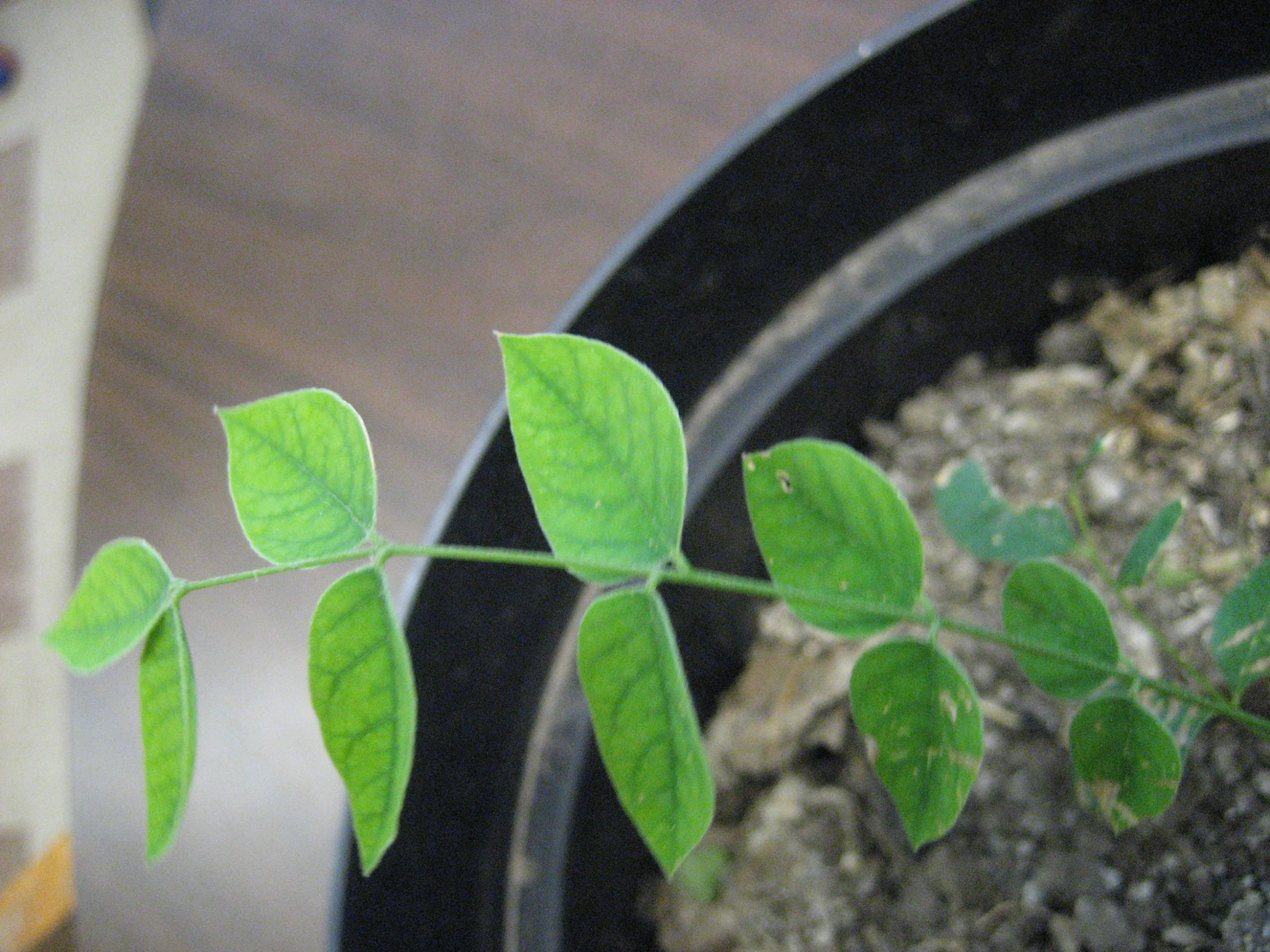 a plant with very little leaves has some dirt