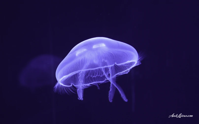 a jellyfish sitting in a tank in the dark