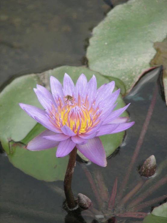 a water lily is on top of a green leaf