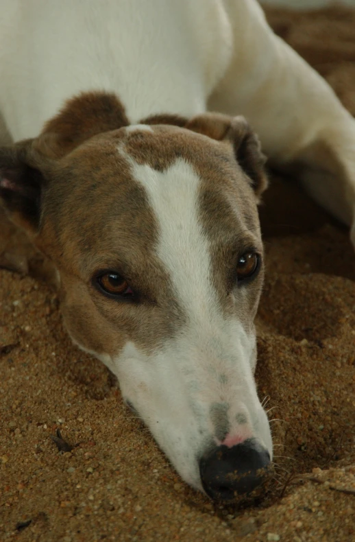 a brown and white dog lying down on the ground