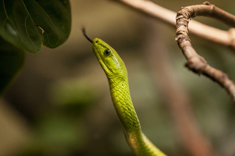 green snake with a dark, narrow face and a light colored body