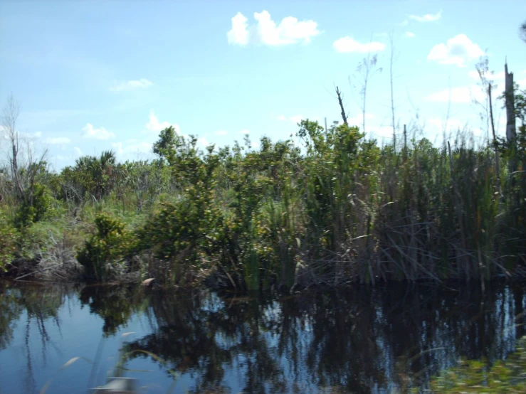 a body of water surrounded by trees