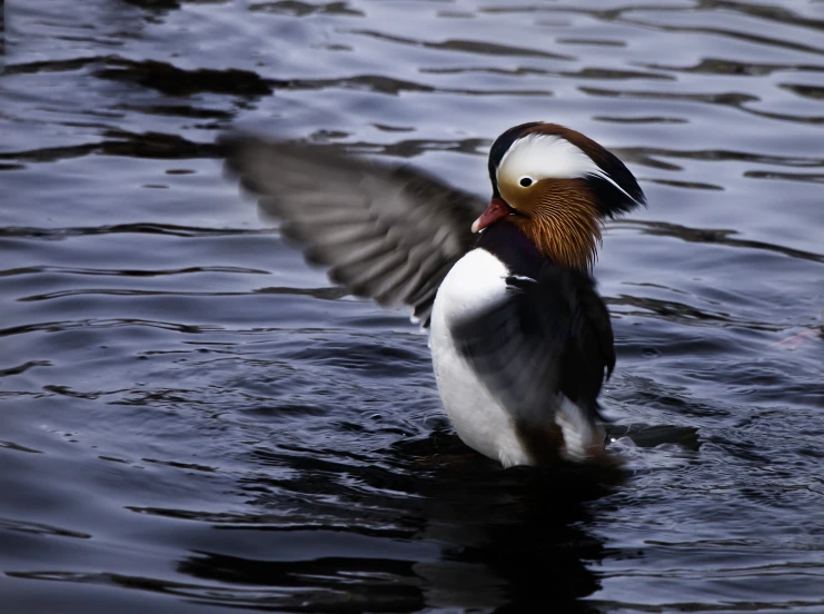 there is a duck with his wings outstretched