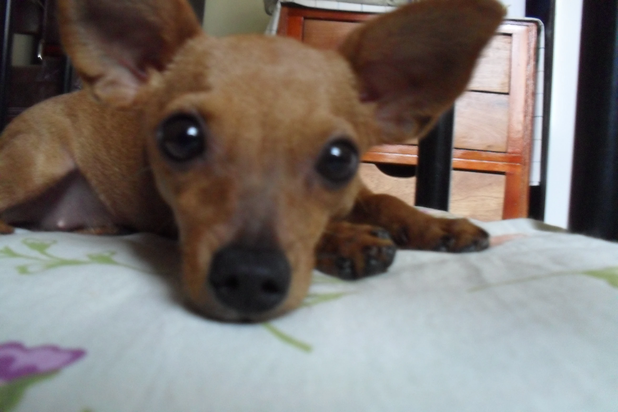 a brown puppy looks over his bed while resting on the pillow