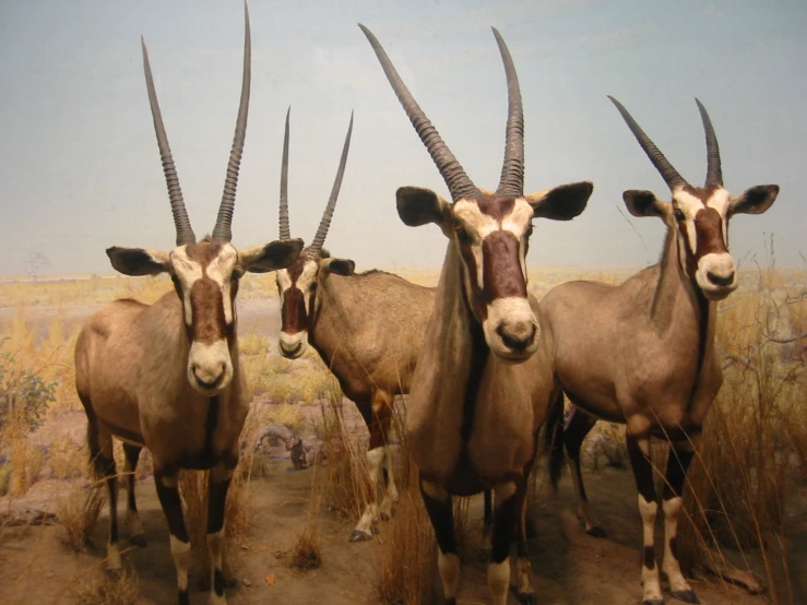 a group of animals that are standing in the grass