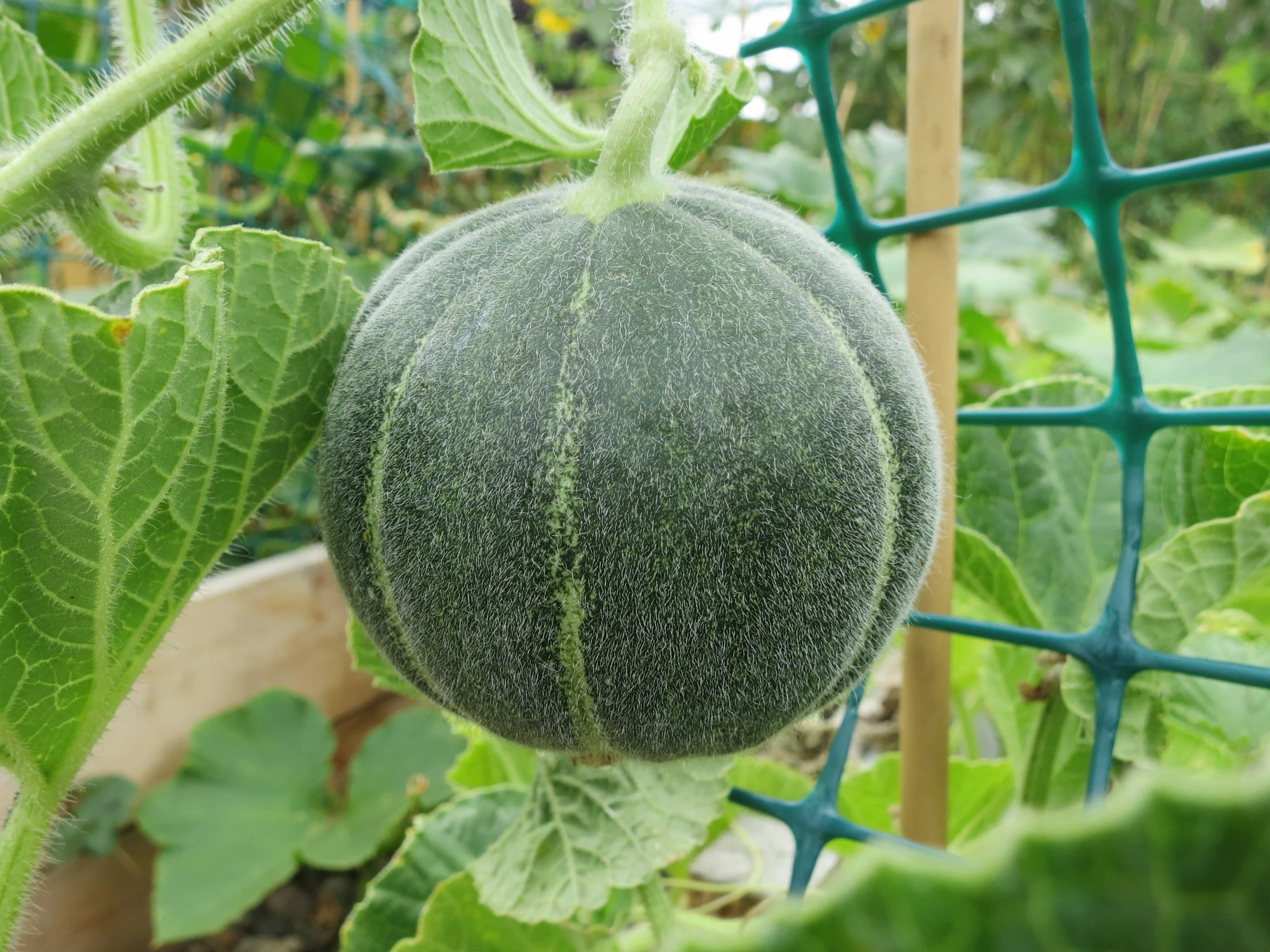 a large green squash growing in a garden