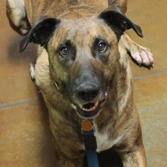 a dog on a leash looking up at the camera